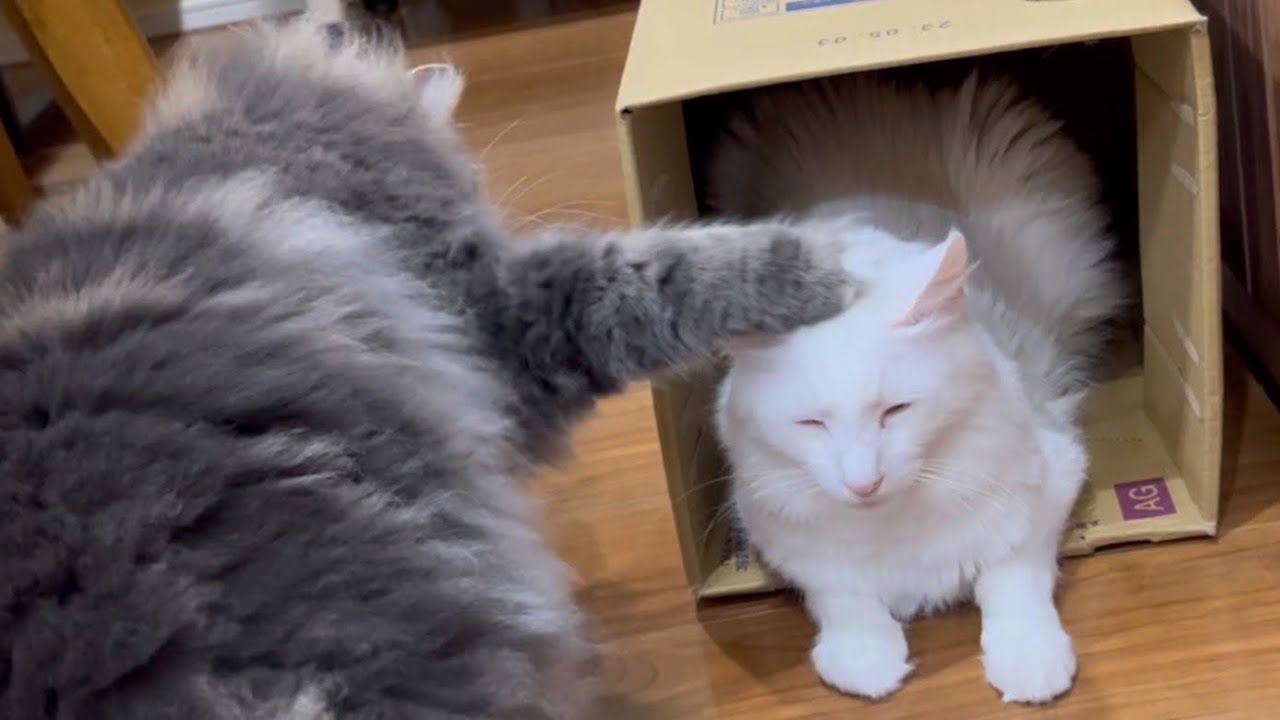 【大人気】ムー兄ちゃん遊ぼう❤️ターキッシュアンゴラとノルウェージャンフォレストキャット