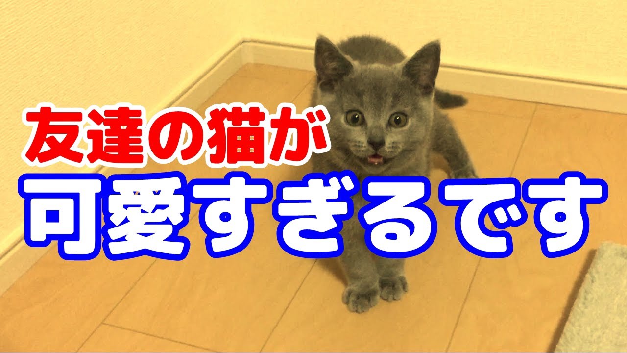 シャルトリュー！？猫を購入する【かわいい】