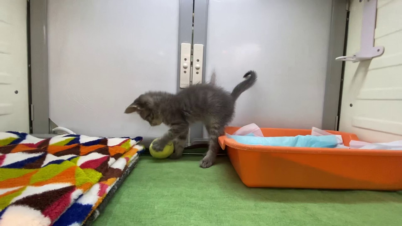 ワンダードック平岸店　アメリカンカール×ブリティッシュショートヘア