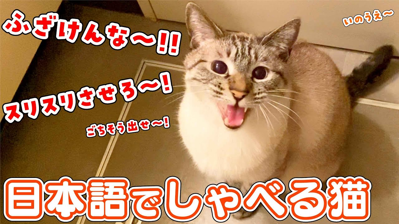 【しゃべる猫】飼い主への不満が爆発した猫が日本語を喋れるようになりました
