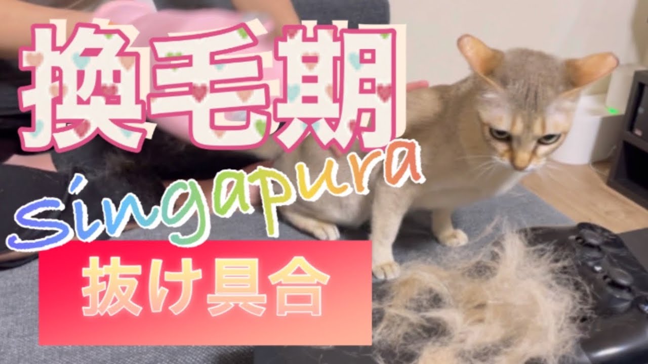 換毛期のシンガプーラの毛の抜け具合をとくとご覧あれ　Singapura during moulting