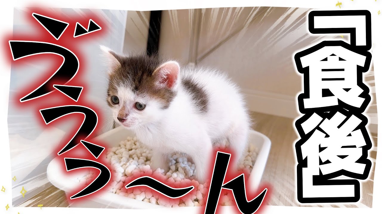 【希少？】「ゔうう～ん」キバる子猫（ハプニングが・・・）としゃべる子猫【保護猫生活28日目】