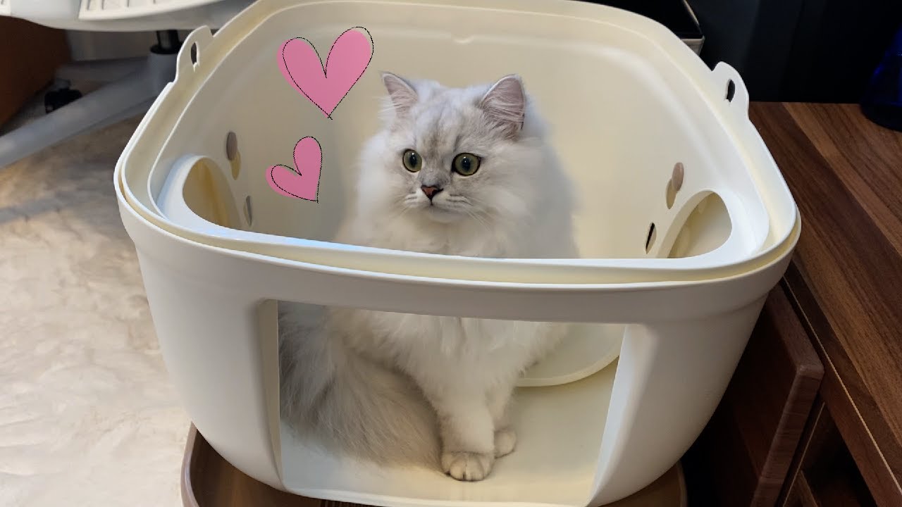 新しい猫トイレをプレゼントしました！［ペルシャ猫］