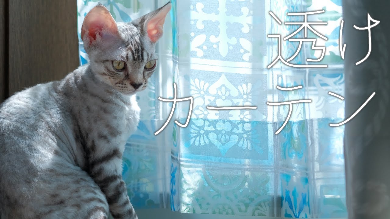 カーテンの裏にお化けがいる／デボンレックス
