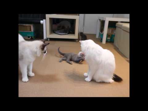 ジャパニーズボブテイルのチヒロ君