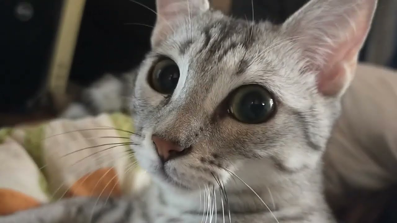 【エジプシャンマウはる】　我が家に慣れてきました♪