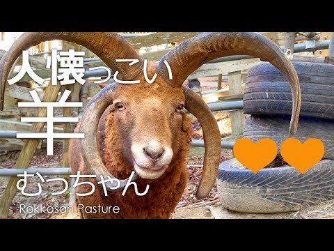 遊びたいひつじのむっちゃん【六甲山牧場】４本角の羊マンクスロフタン六茶夫