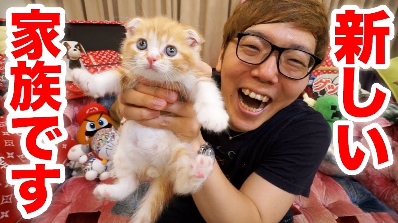【ご報告】家族が増えました！猫飼います！【ヒカキンTV】【ねこ  cat】