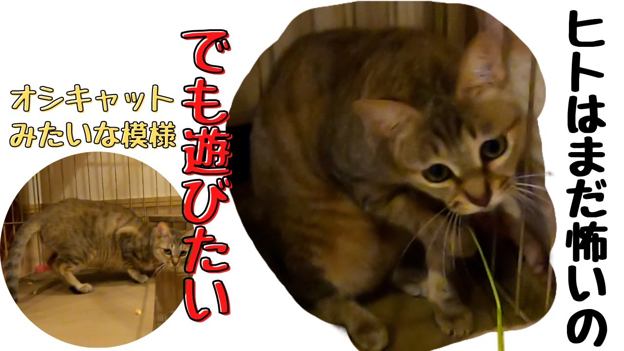 オシキャットに似た新人猫のキジトラ　人は怖いけど遊びたい（保護猫カフェ猫の恵庭難波　Bran tabby cats like Ocicats are scared of people