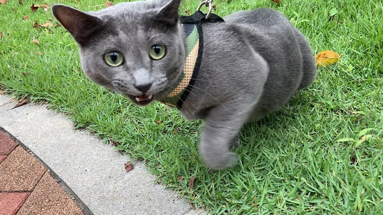 【猫のお散歩】家猫のロシアンブルーを初めて外に出してみた結果･･･