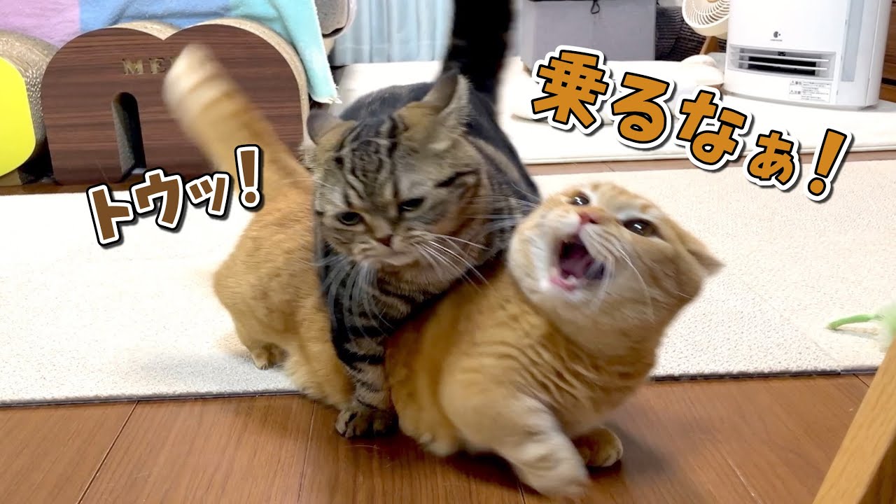 寝ている兄猫を見るとついついダイブしたくなっちゃう弟猫！