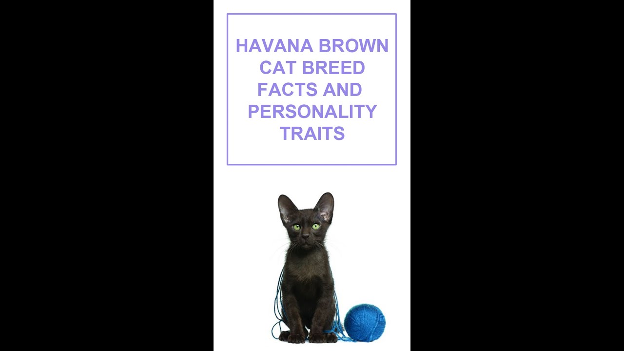 Havana Brown Cat Breed Facts and Personality Traits #Shorts
