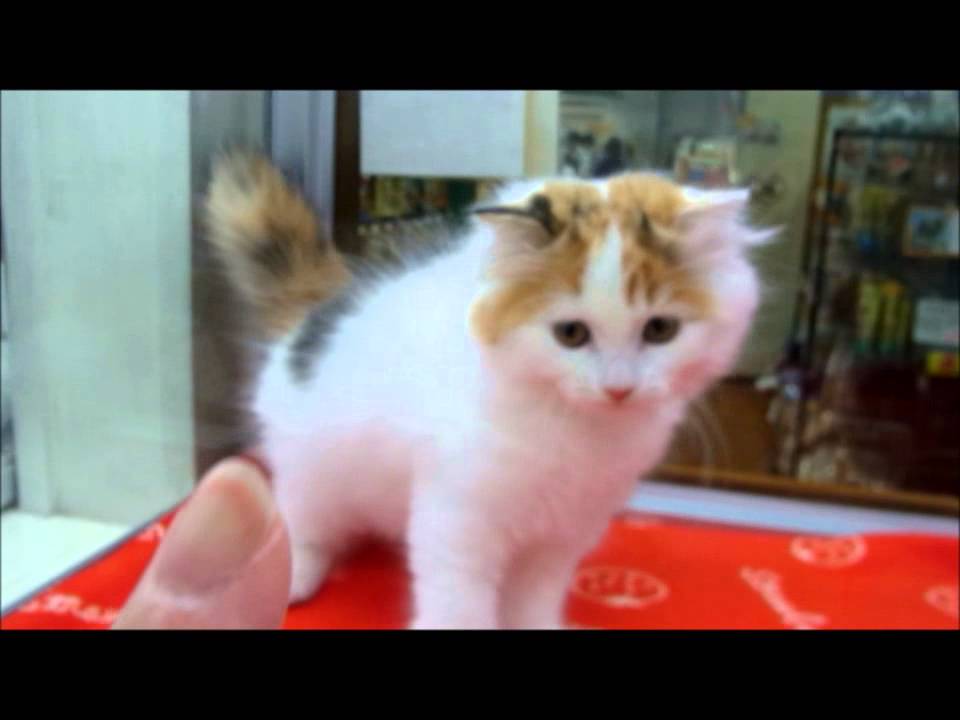 スコティッシュ・フォールド（ロングヘアータイプ）　女の子　2015/5/9生まれ