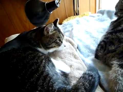 【猫編】猫団子まではまだ遠い