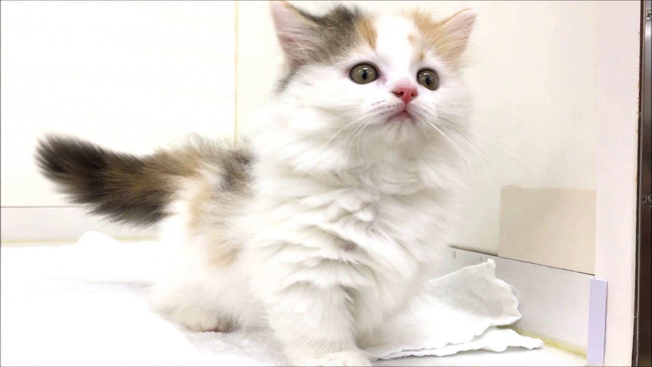 ロングヘアーの可愛いマンチカン☆