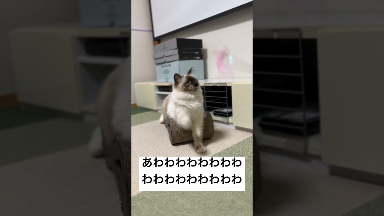 猫じゃらしと連動する猫【バーマン】