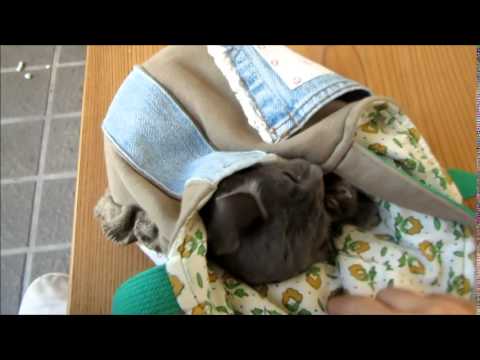 コラット猫（ミックス）・サビ猫-雌-0.5歳-08・26-9・20