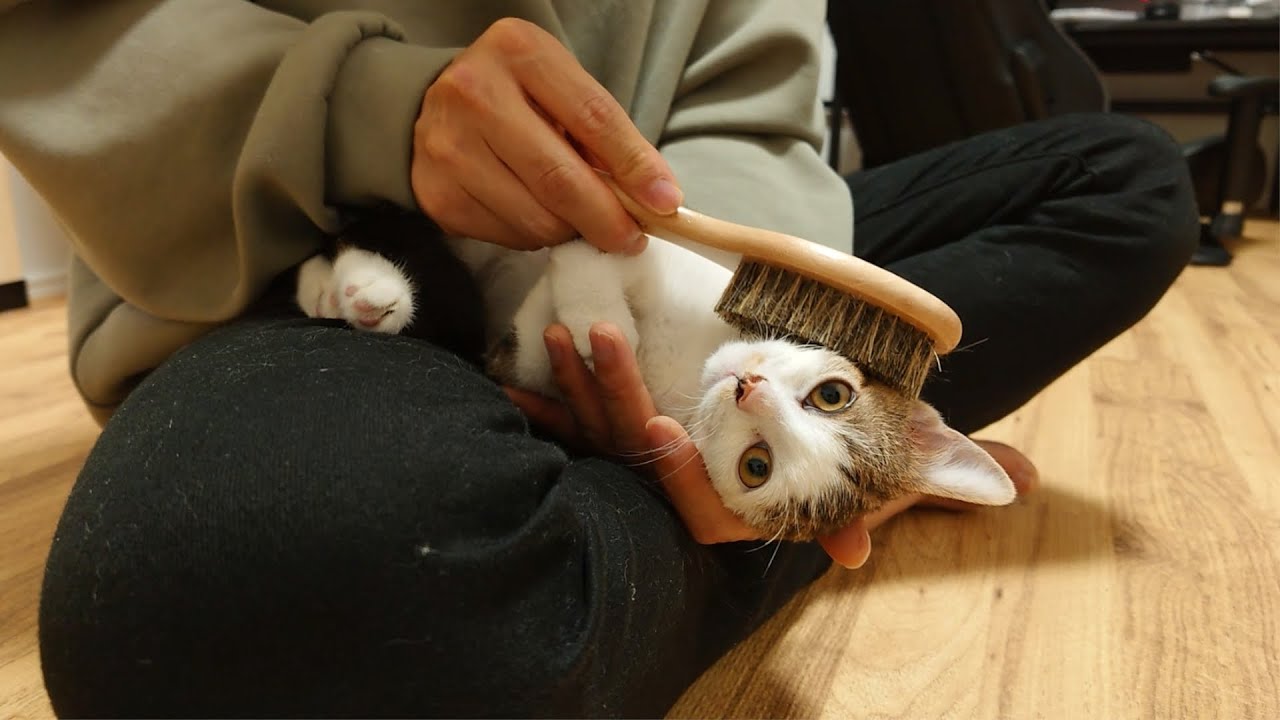 ちょっとずつブラッシングの快感に染まってゆく子猫