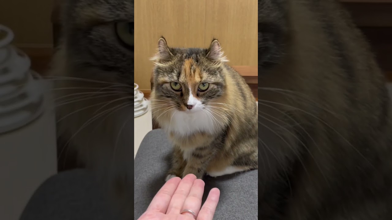 お手するねこ#キンカロー #ねこ #ねこのいる生活 #ねこ部 #猫 #アメリカンカール#マンチカン