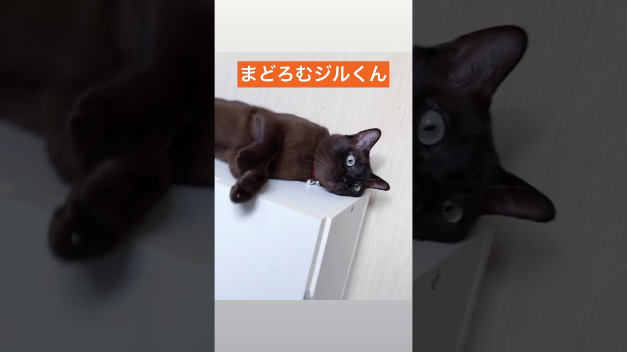 猫のバーミーズ まどろむ猫