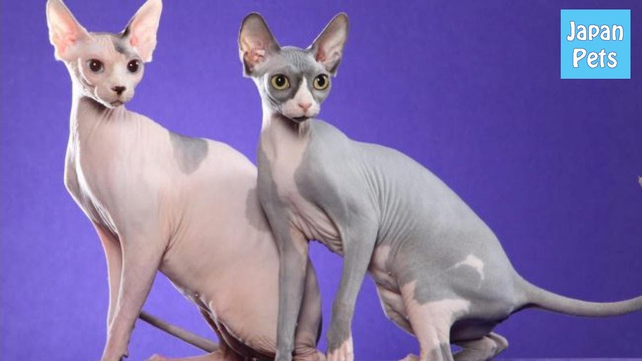 毛がないとっても珍しい猫！スフィンクスの誕生の秘密と特徴 - Japan Pets