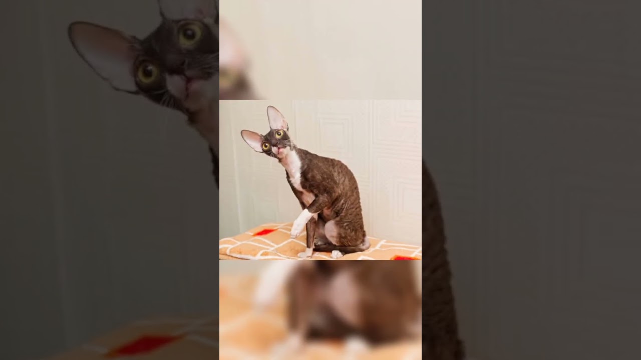 Cornish Rex Cat 😺 #animals #shorts #cats