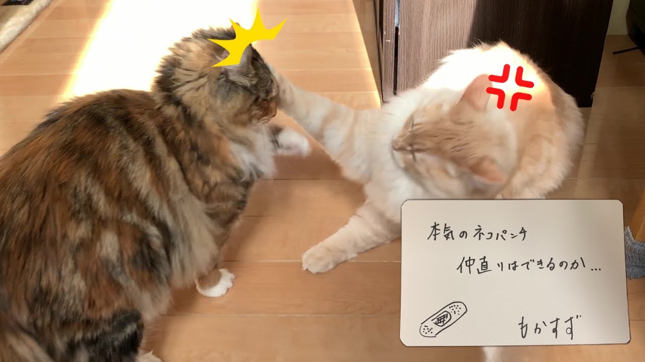 【合計体重１０kg！】ラガマフィンvsメインクーン　仁義なき大型猫の闘い【メインクーン/ラガマフィン】