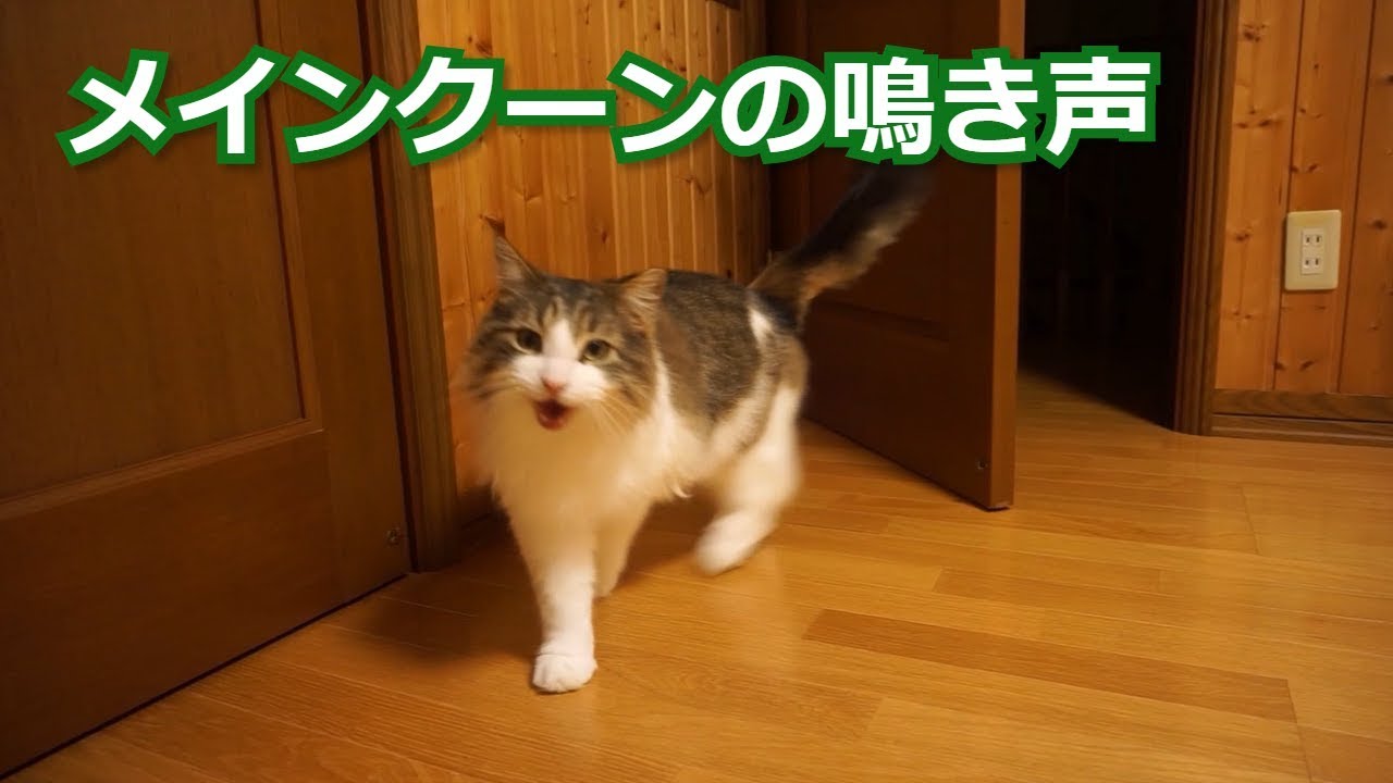 【マロちゃんねる】メインクーンの鳴き声