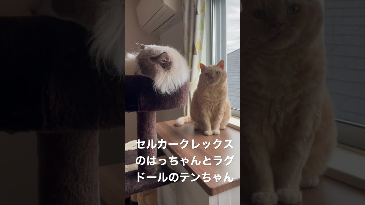 セルカークレックスのはっちゃんとラグドールのテンちゃん