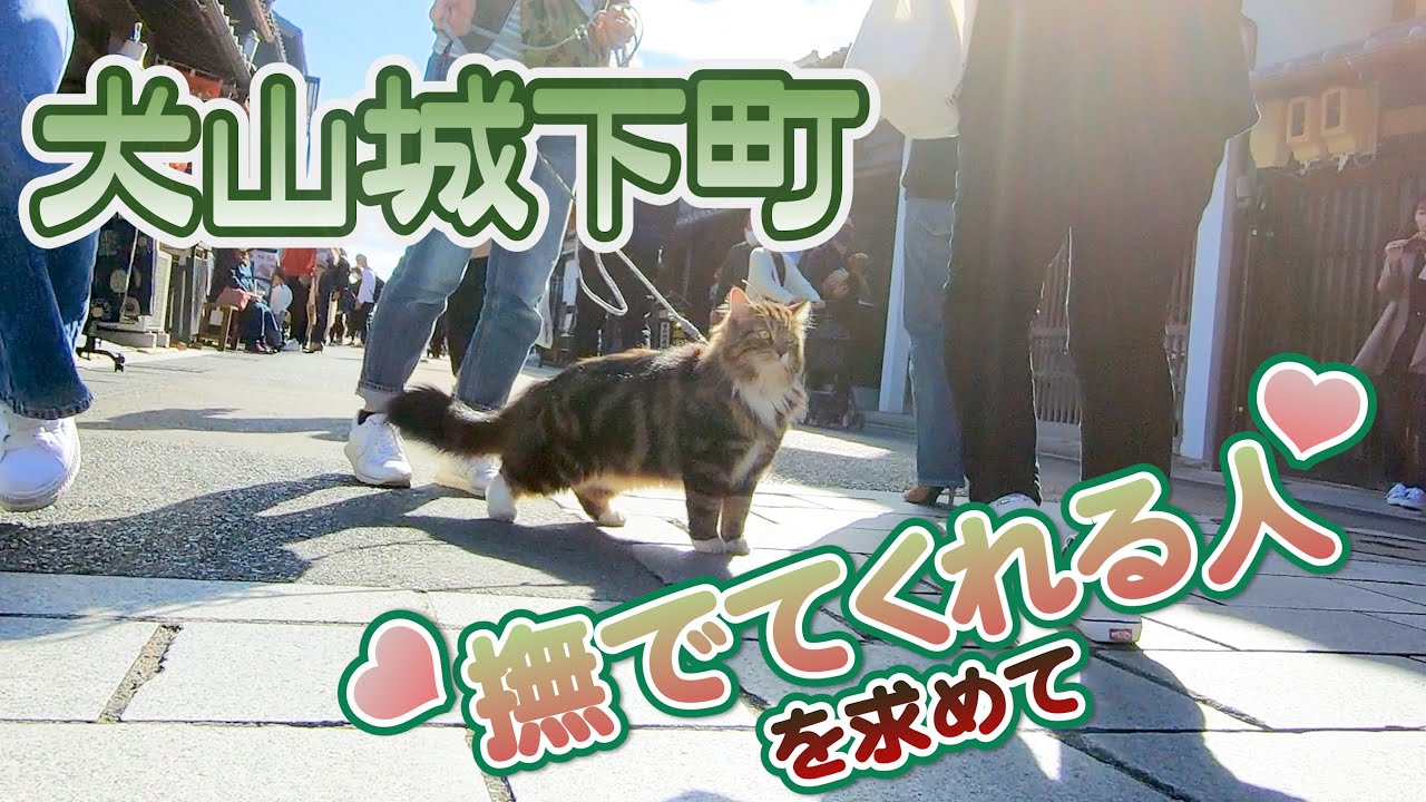 【たびの冒険】猫の散歩@犬山城下町 2021/Oct [サイベリアン]