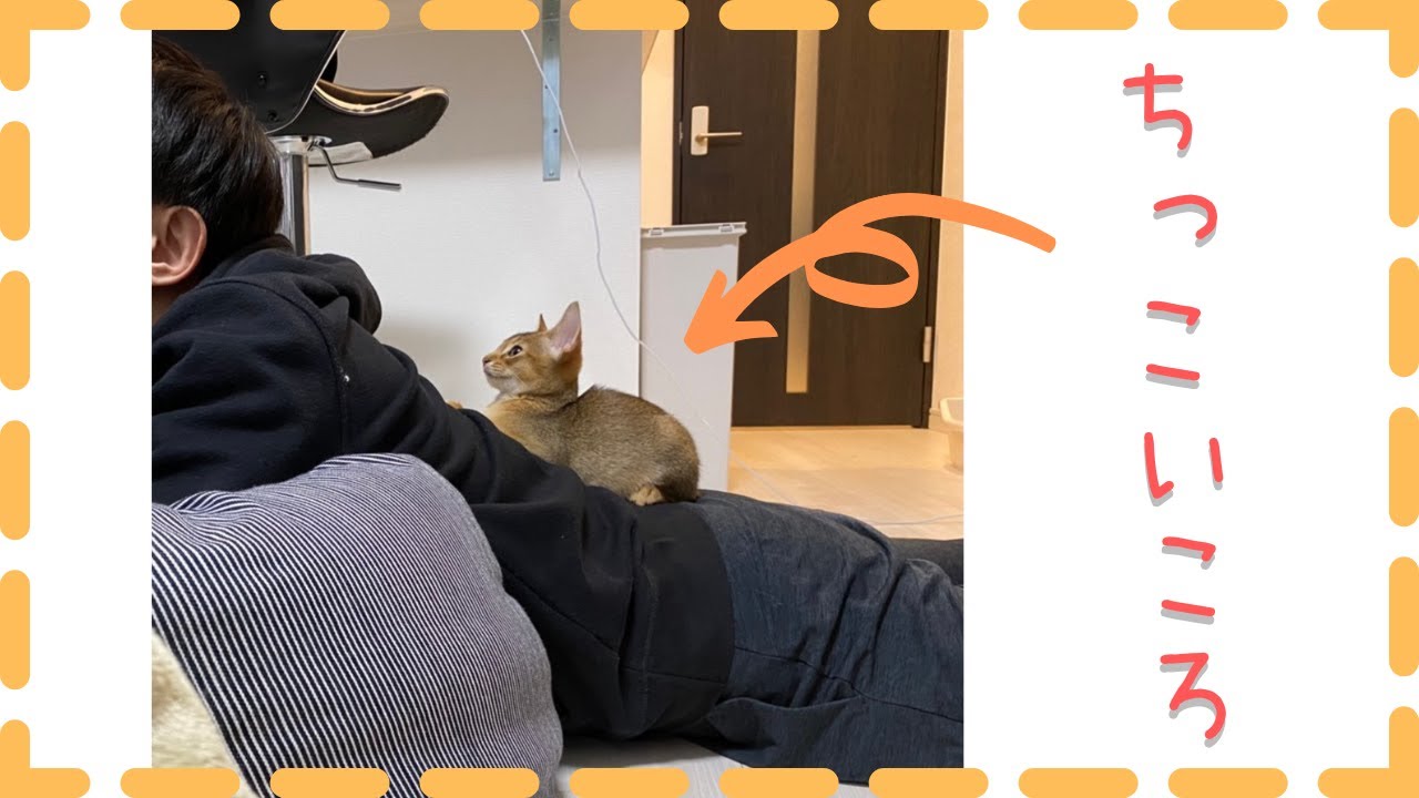 あの頃はちっこかったネコ 〜その壱〜 | アビシニアンの子猫？アビー