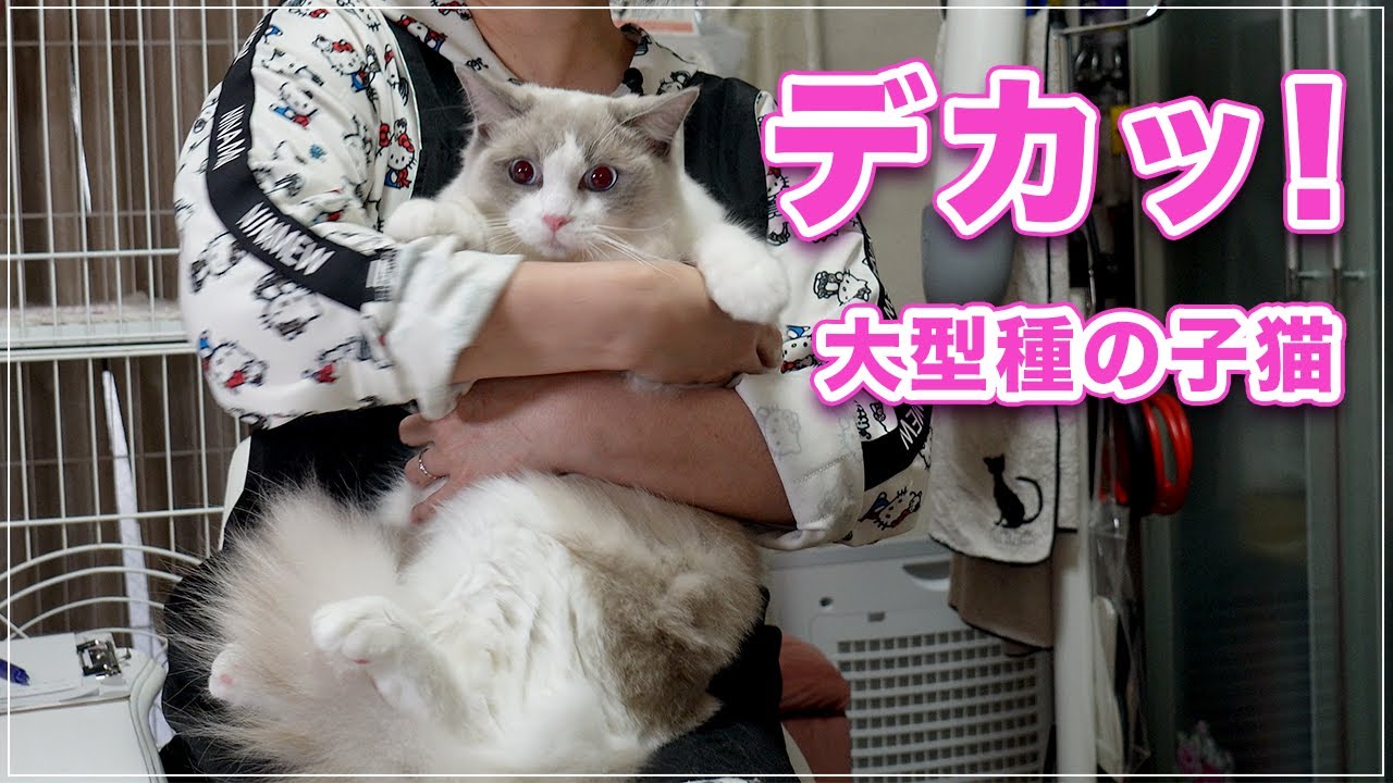 【まふゆちゃん】まだ子猫と言っても大型猫の子供はやっぱり大きいです【ラグドール】