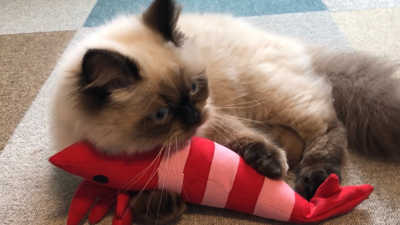 【ヒマラヤン】エビの虜になってしまった猫【けりぐるみ】