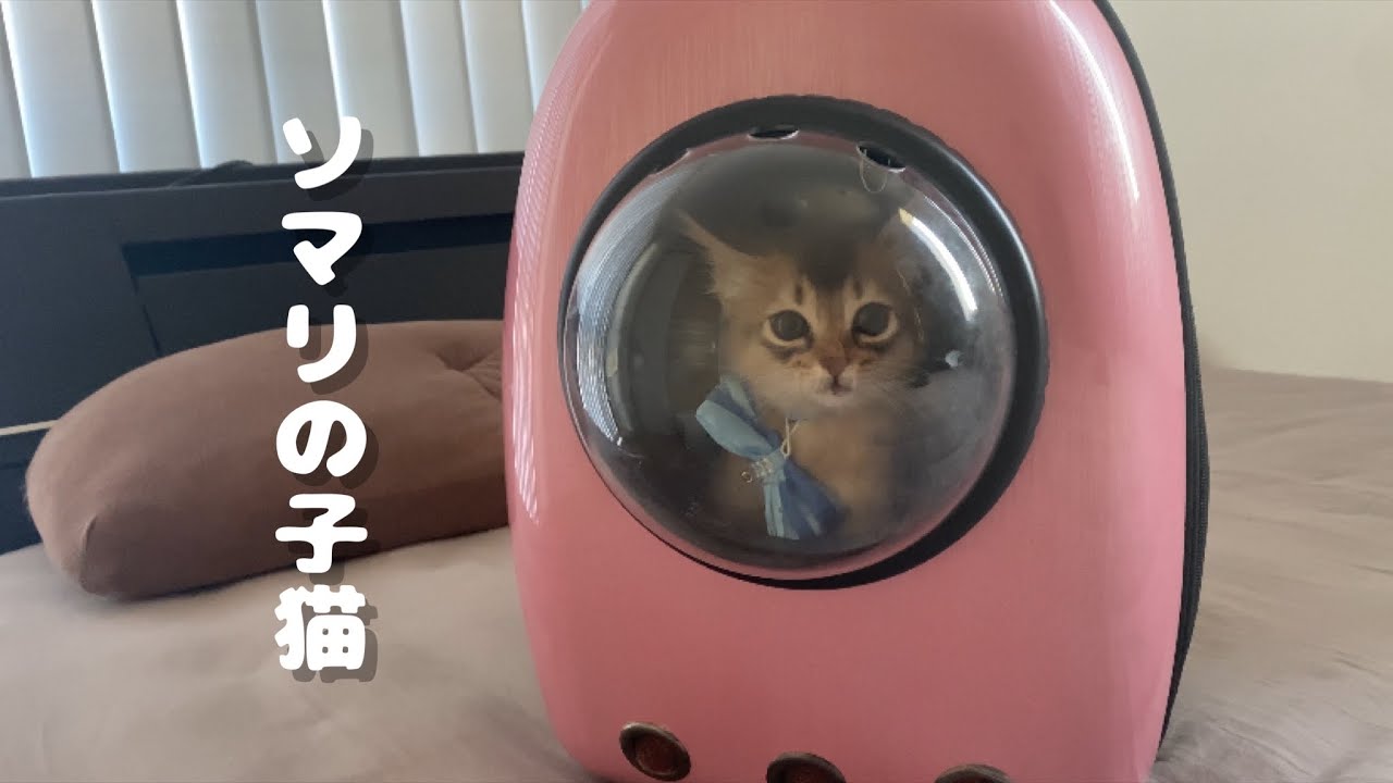 ソマリの子猫をお迎えしました