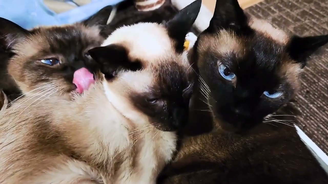 シャム猫さんたち《詰め込み過ぎ》