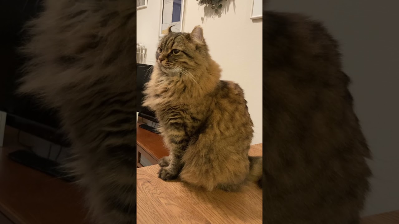 癒やし猫🐈ずっと見つめてくるアメリカンカール