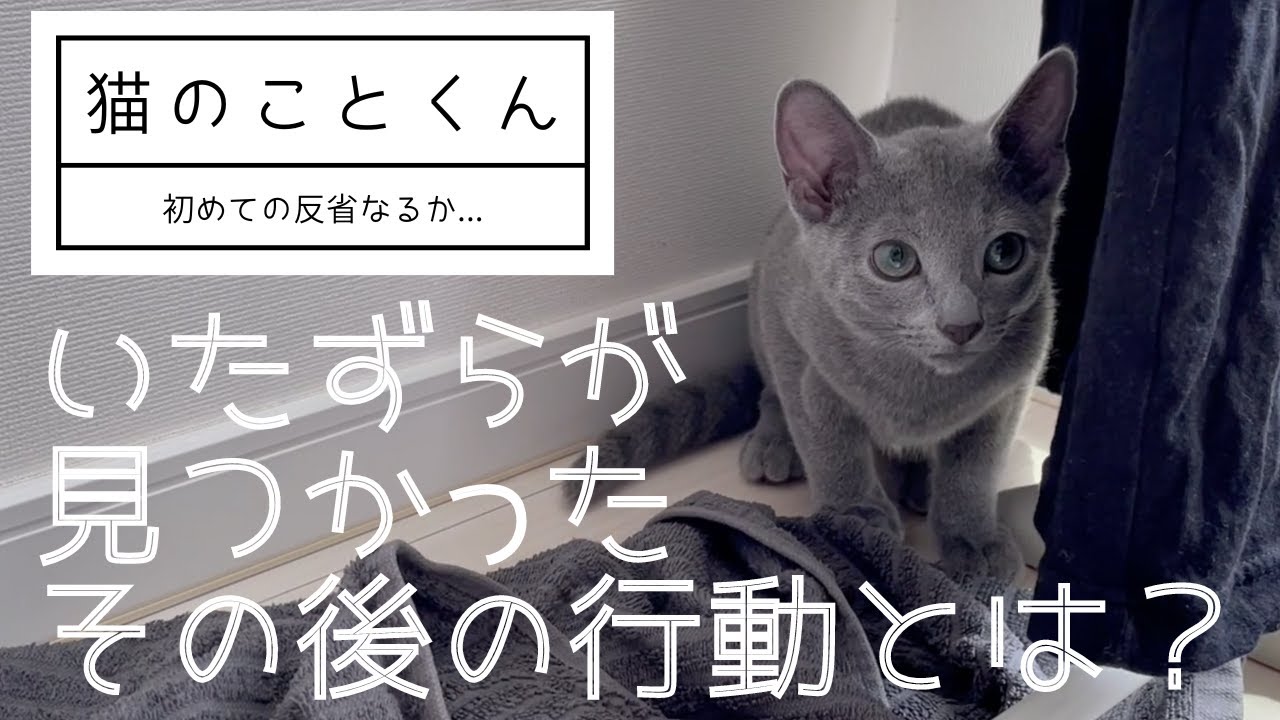 いたずらを怒られた仔猫はこちらです【ロシアンブルーこと】