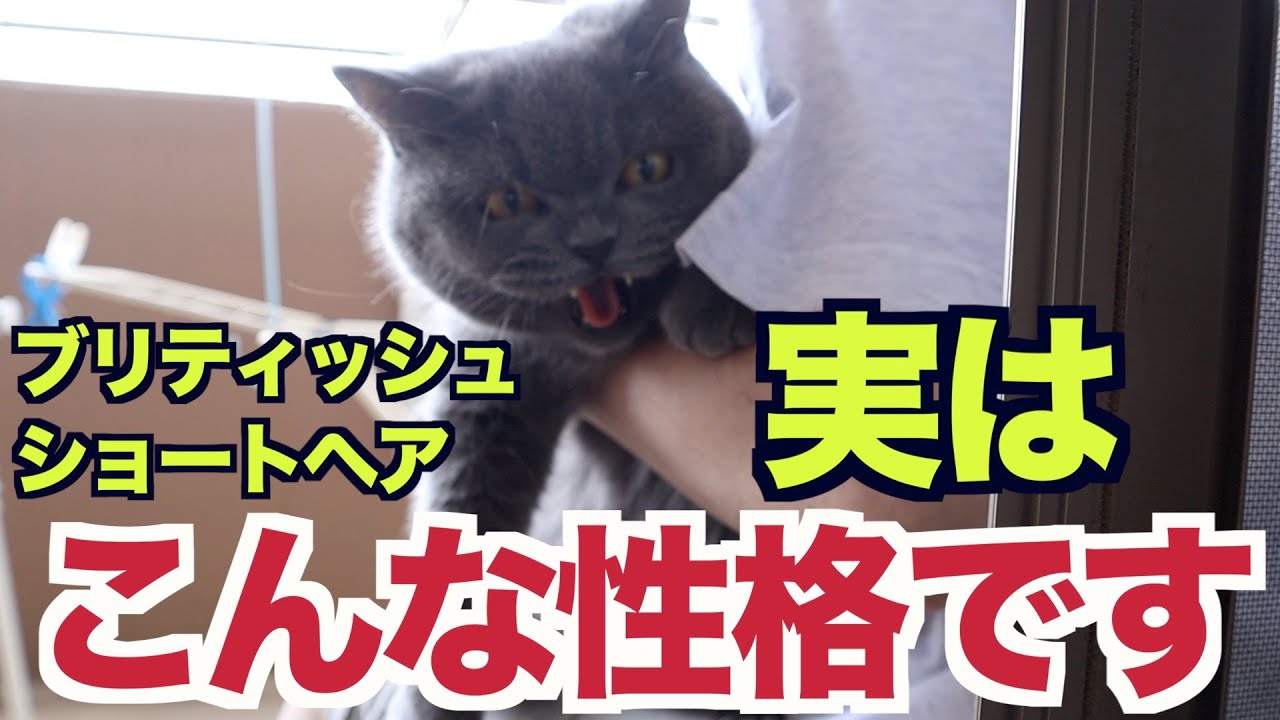 ブリティッシュショートヘア実はこんな性格なんです