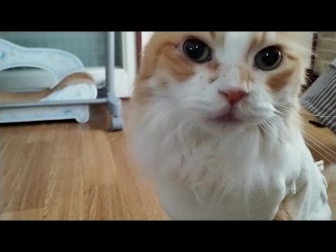 トルコの国宝　ターキッシュアンゴラの鳴き声