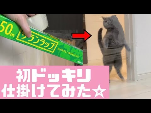 【ドッキリ】引っかかった猫が可愛すぎた。【シャルトリュー】