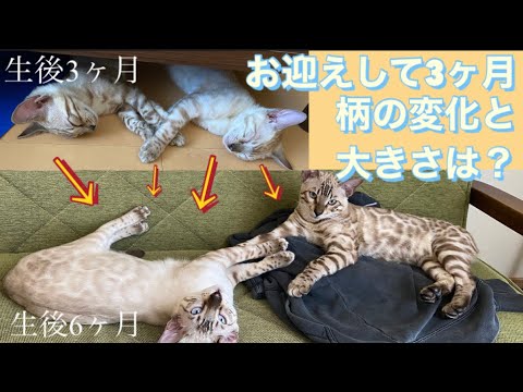 生後半年経ったベンガル猫に変化は？
