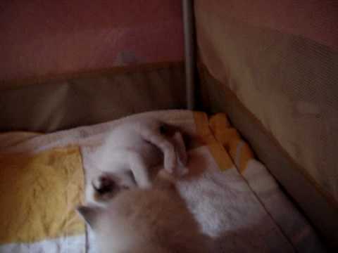 ターキッシュバン　子猫　5週目