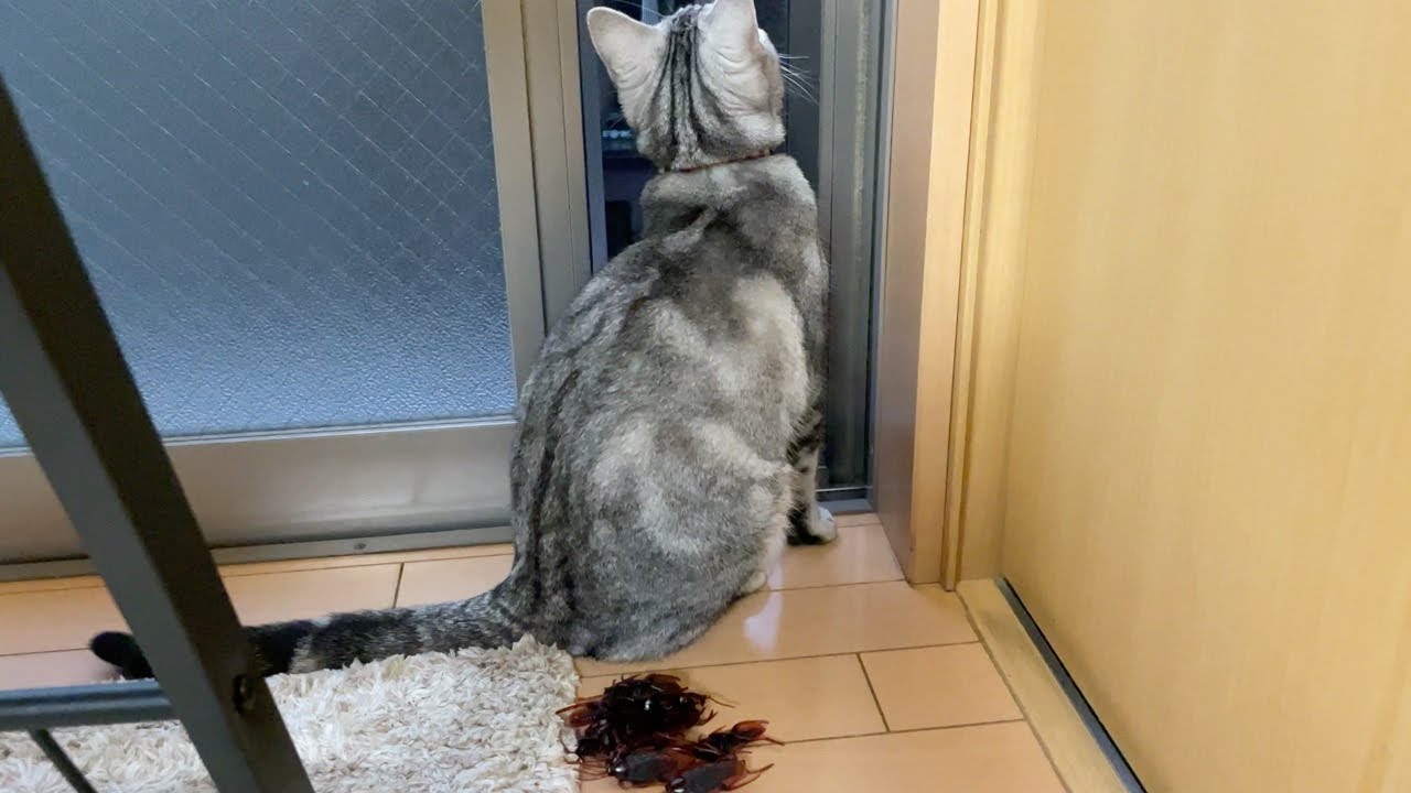 【アメショ】猫の背後に大量のゴキブリを置いてみた