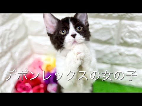 デボンレックスの子猫　（和歌山）