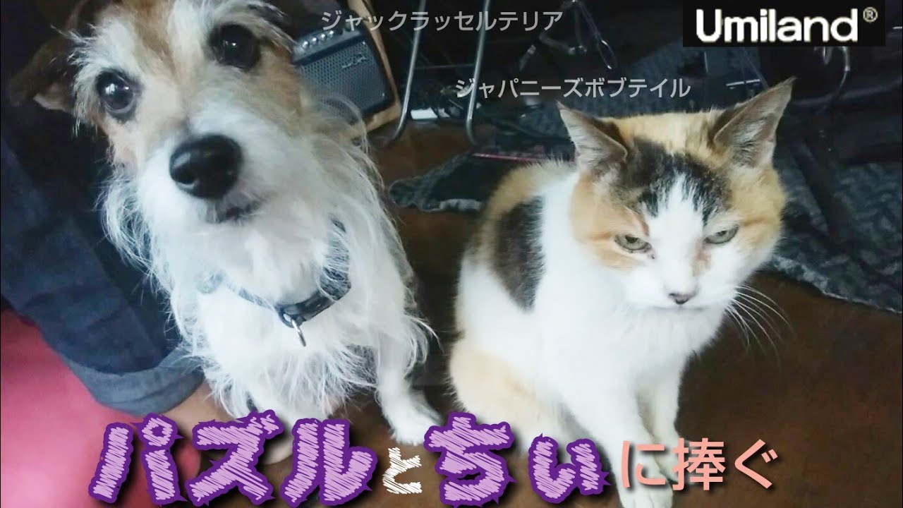 追悼 愛犬「パズル」ジャックラッセルテリア 愛猫「ちぃ」ジャパニーズボブテイル 海ランド