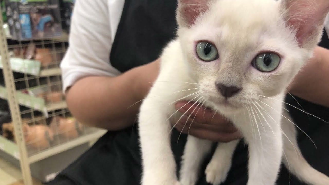 【トンキニーズ】王者の血筋を持つ猫