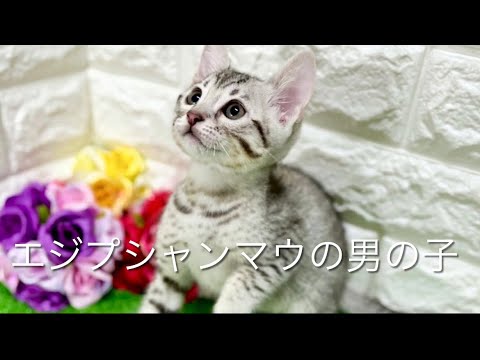 エジプシャンマウの子猫　（中之島）