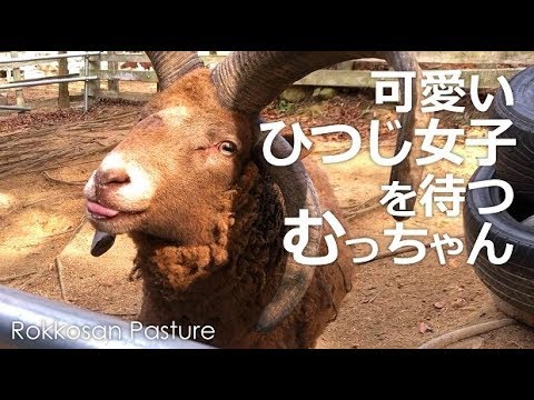 可愛いひつじ女子を待つマンクスロフタンのむっちゃん【六甲山牧場】４本角のひつじ六茶夫くんにまたまたやって来た恋の季節❤ 可愛い女子を待つうしろ姿に哀愁漂う..