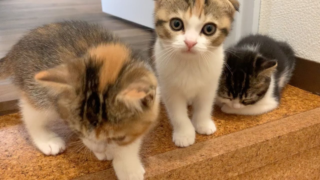 【子猫】必見！チビたち全員を紹介します♡【スコティッシュフォールド】