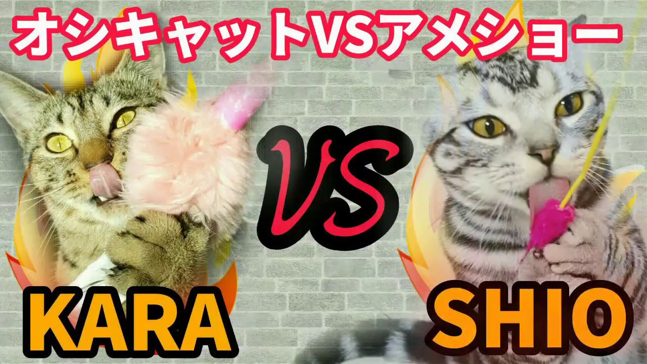 オシキャットVSアメリカンショートヘアー